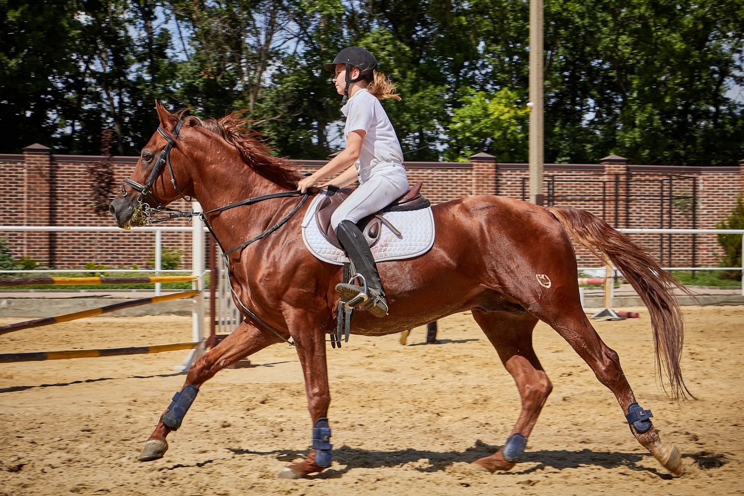 Alles wat u moet weten over paardentransport