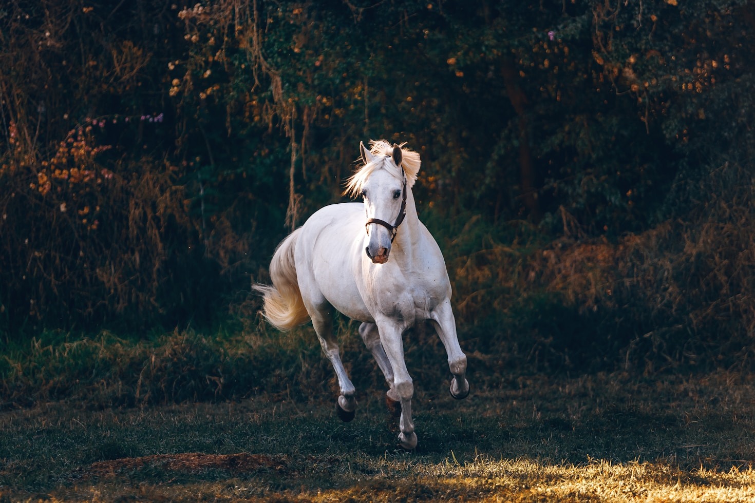 De nieuwste ontwikkelingen in de Nederlandse paardenfokkerij