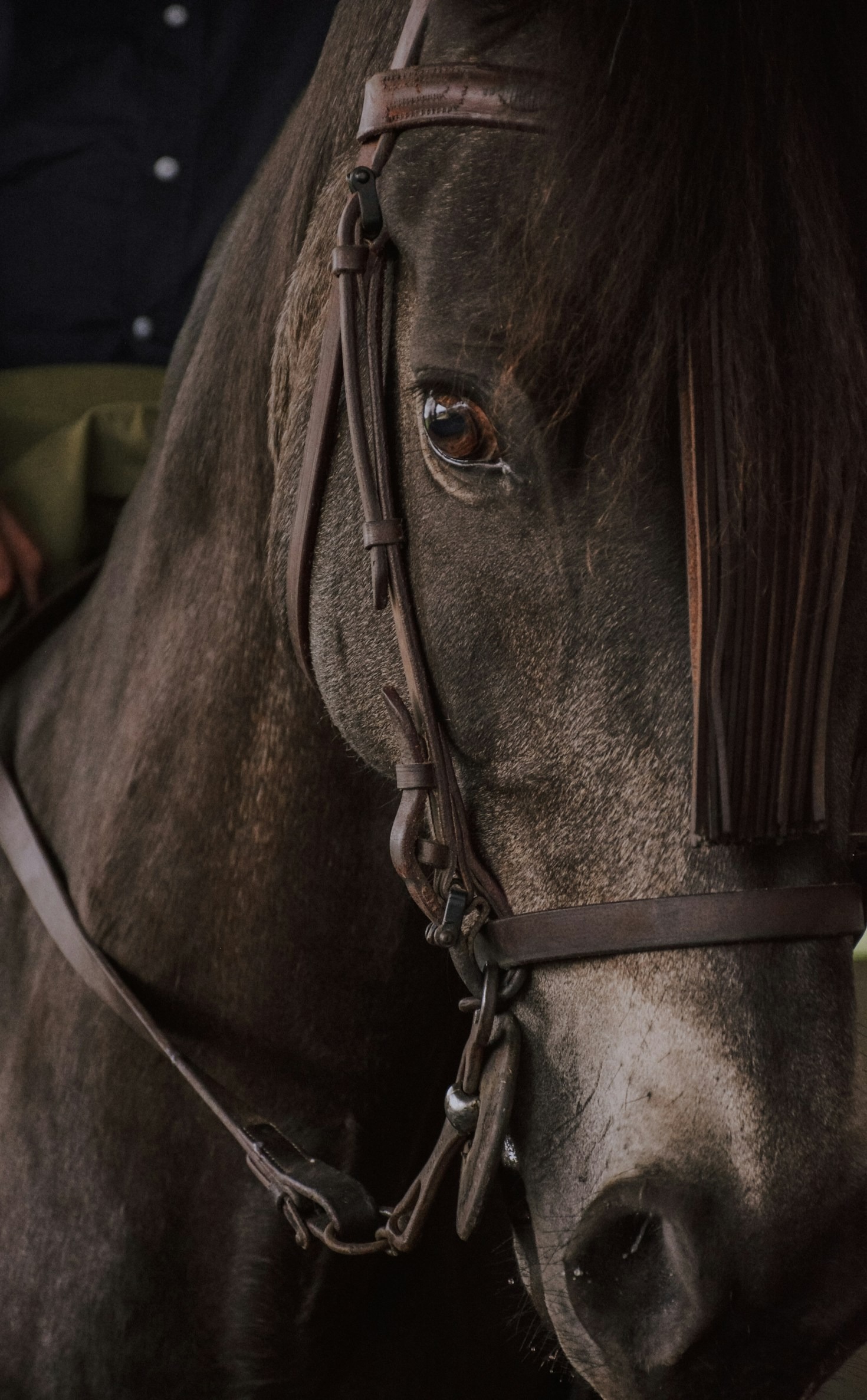 De voordelen van professionele scheerservice voor paarden